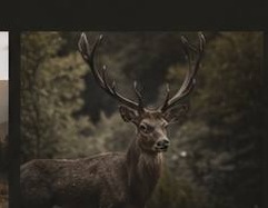 Wildlife photography